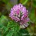 Red Clover