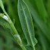 Sheep Sorrel