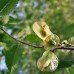 Slippery Elm