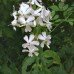 Soapwort