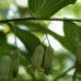 Solomon Seal