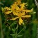 St. John's Wort