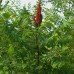 Sumac