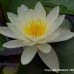 White Pond Lily