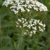 Yarrow