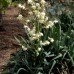 Yucca