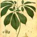 Ginseng, American