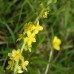 Agrimony