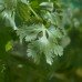 Coriander Seed - Pure Essential Oil