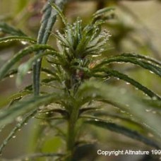 Hemp Seed Oil, Cold Pressed, 500 ml